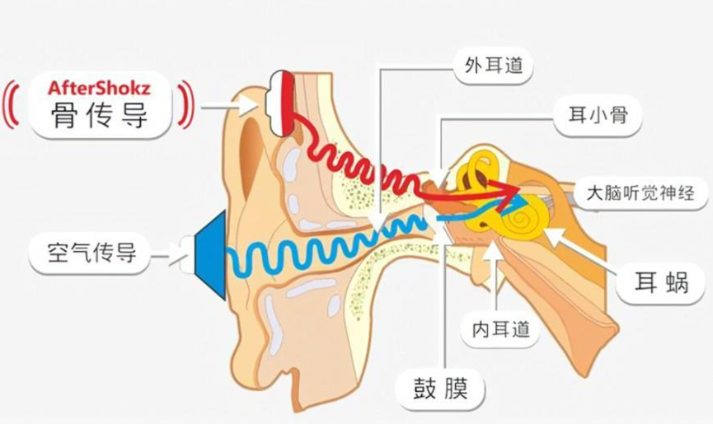 骨传导.png